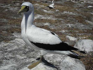 LINDO ATOBÁ NA ILHA DE SANTA BÁRBARA