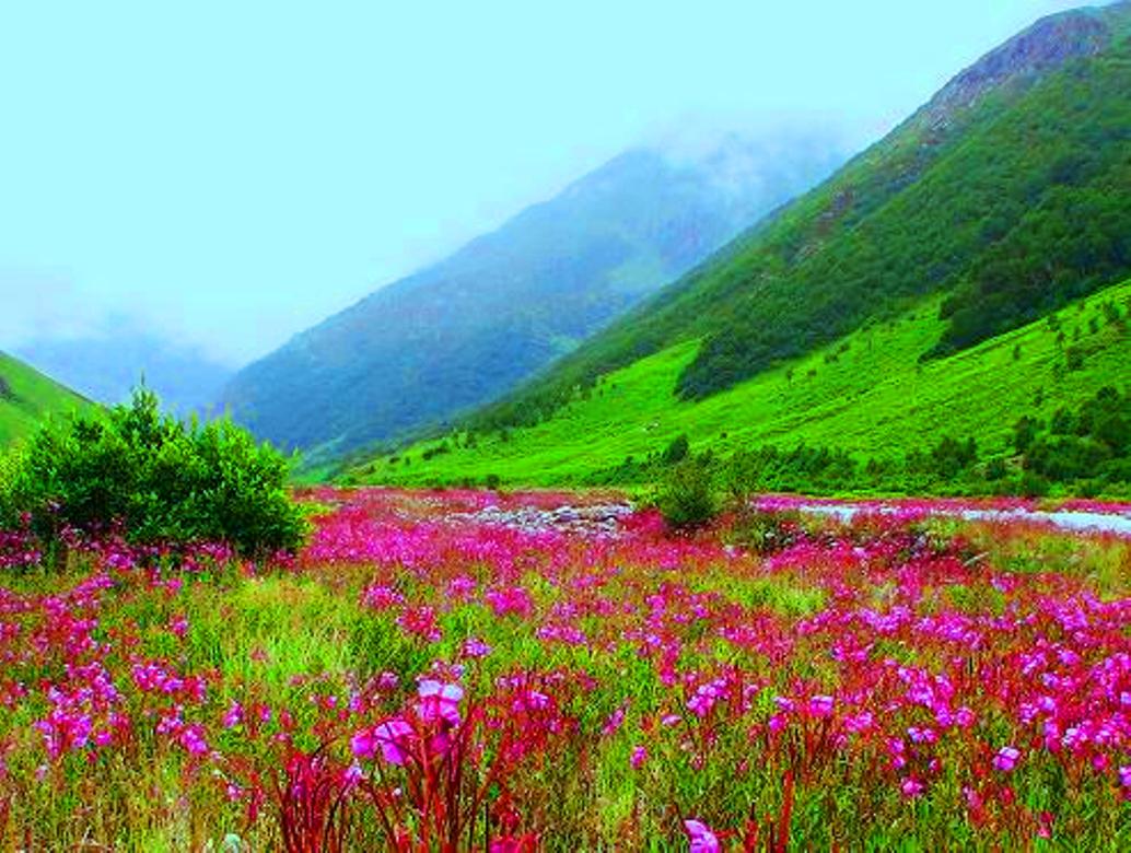 World Tour With Saravana Vally Of Flowers , Uttarakhand