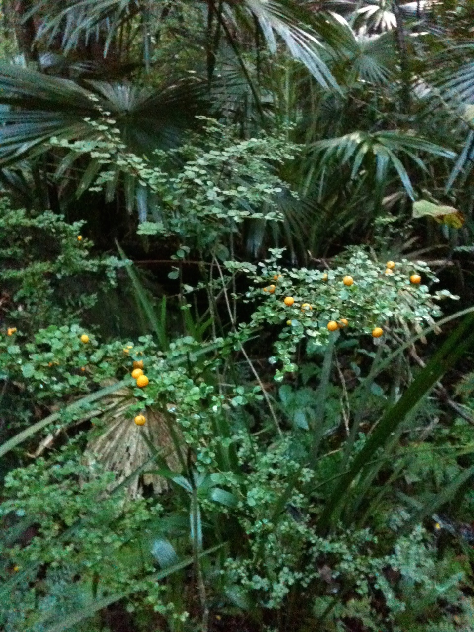 Toowoomba Plants Yellow Pittosporum