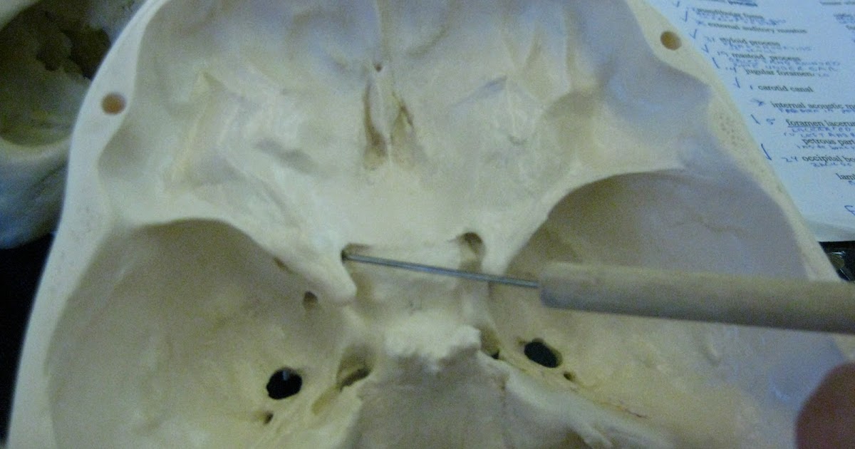 Boned Human Skull optic canals (of sphenoid bone)