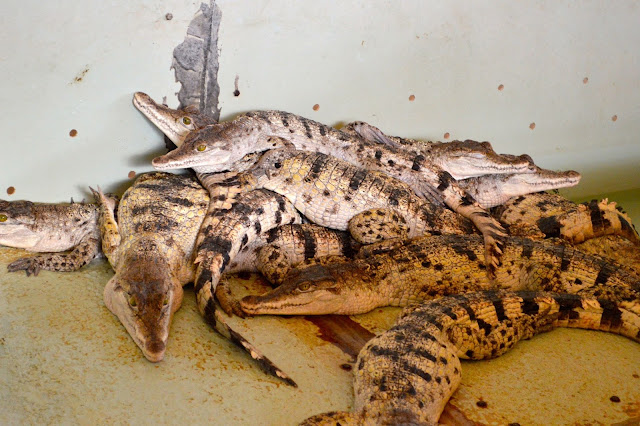 palawan-philippines-what-to-do