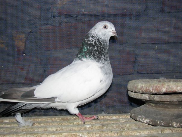 bubbles high flyer pigeon master loft high flyer pigeon in india