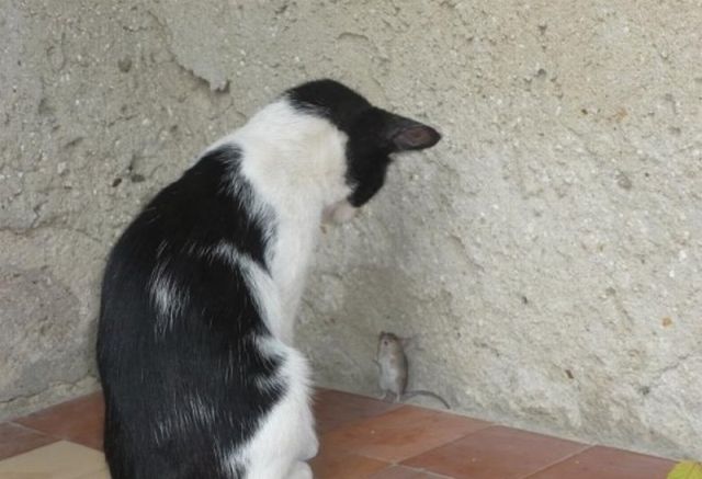 Funny Cool Pictures Cat And Mouse Game
