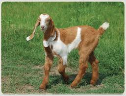 jamunapari goats for sale