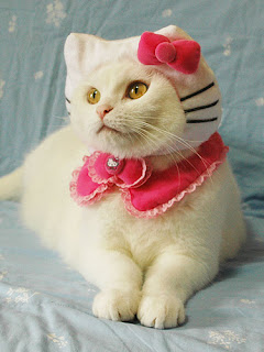 Cat in Hello Kitty costume