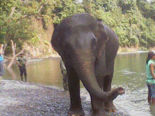 TANGKAHAN ( ELEPHANT RIDING )