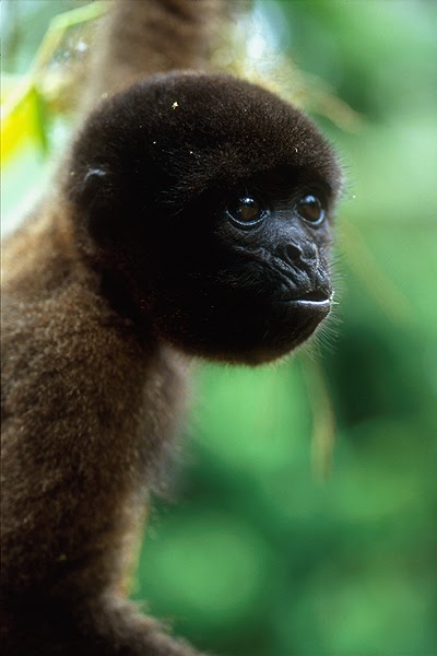Woolly Monkey | Animal Wildlife