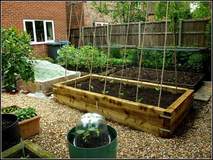 Mark's Veg Plot Plantingout Runner Beans