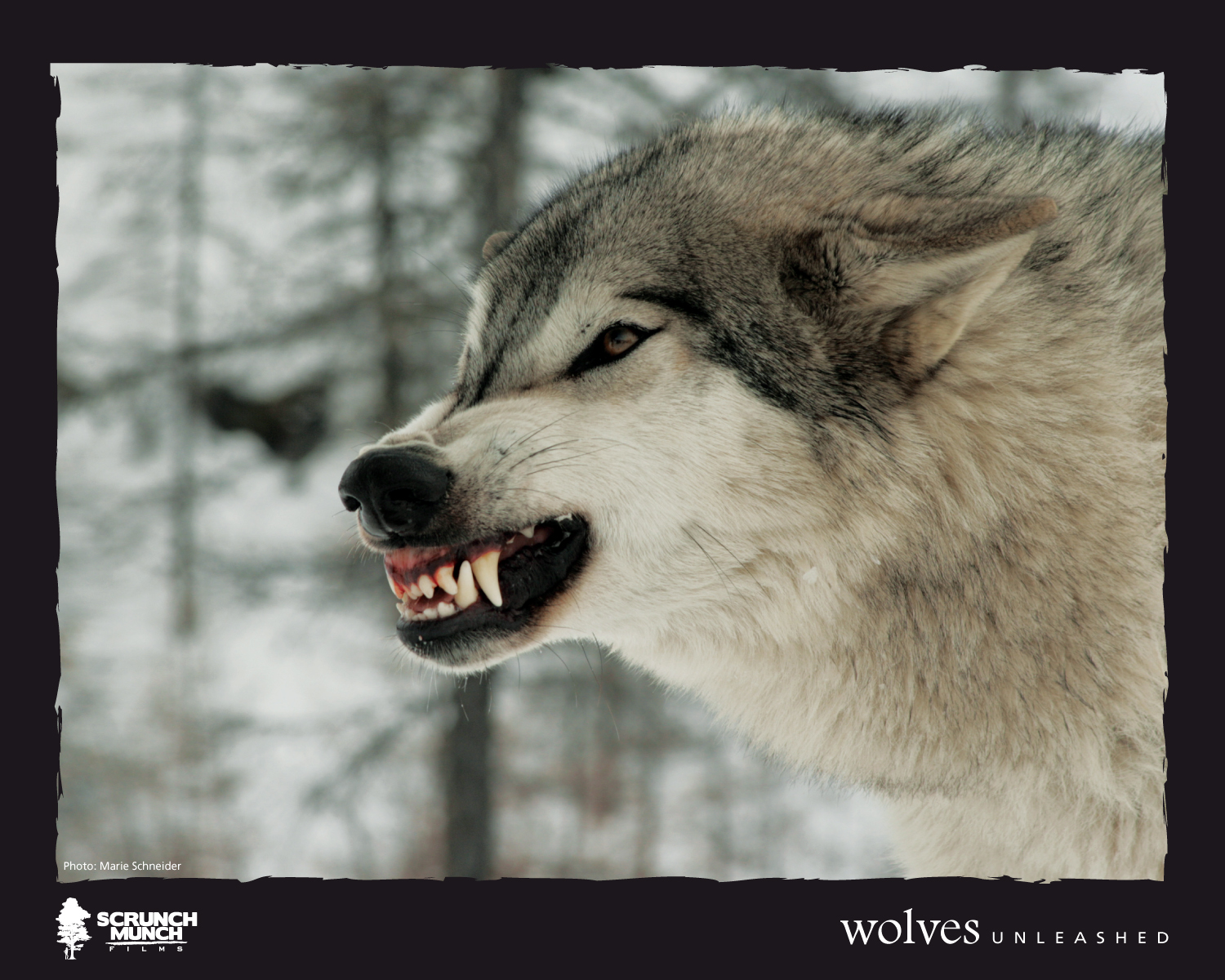 White Wolf Wolves Unleashed Finally a movie about wolves that tells
