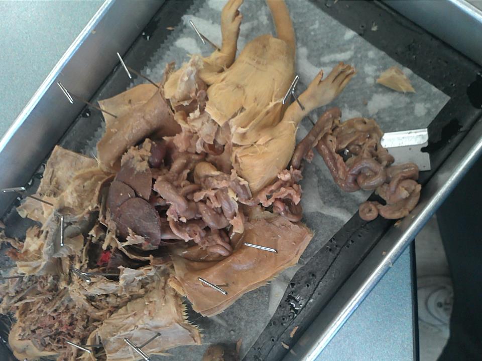 rat dissection