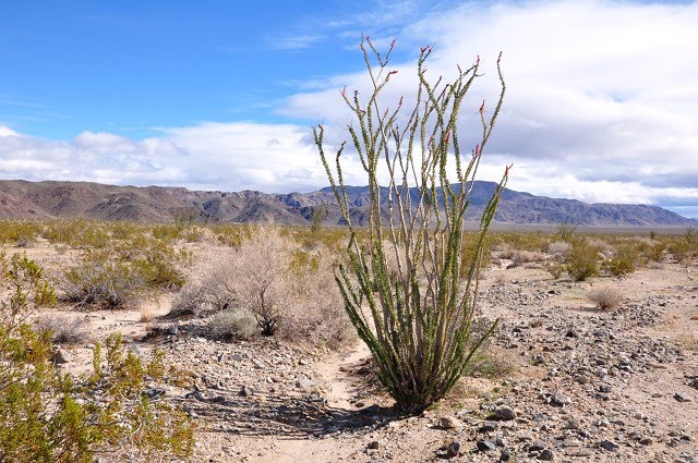desert ocotillo