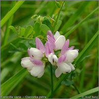Coronilla varia inflorescence   - Cieciorka pstra kwiatostan 