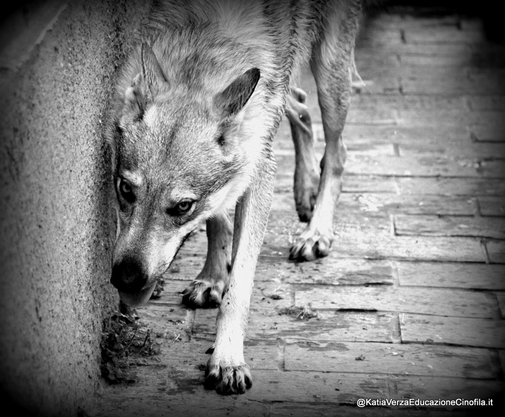 Bianco o Nero? Lupo o Cane?