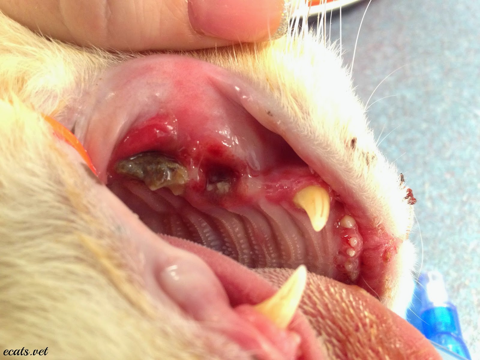Exclusively Cats Veterinary Hospital Blog Chronic Nasal Discharge in Cats