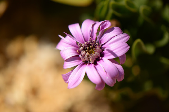 desert garden, July bloom, Osteospermum "Sideshow"