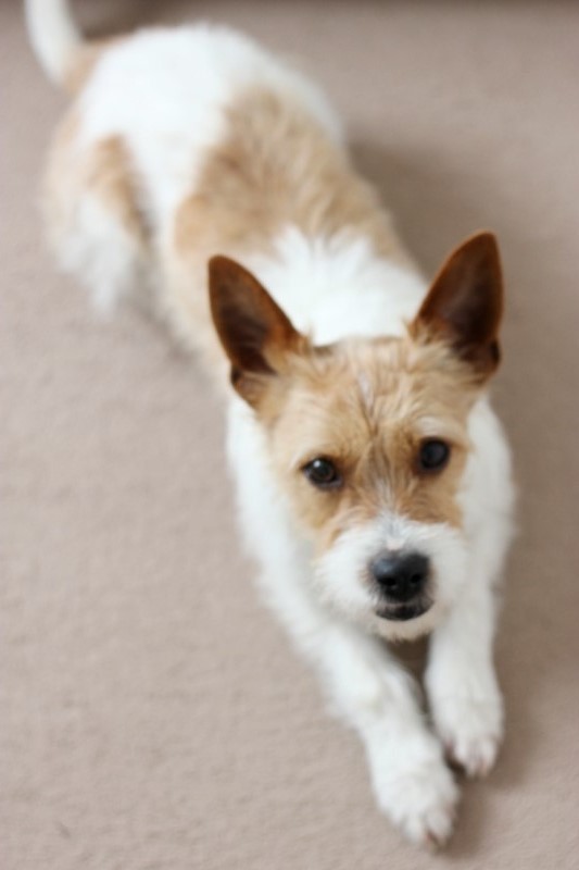 made.by.me* DIY How to shave your dog