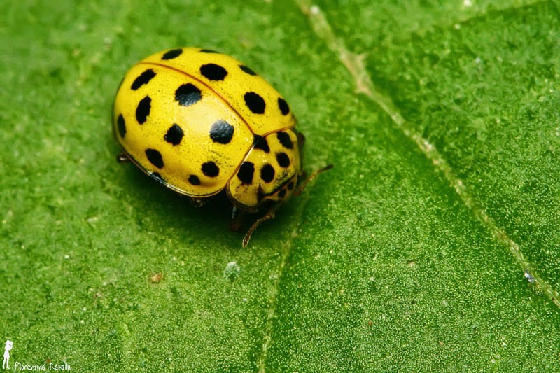 Beneficiile Buburuzelor In Gradina Plant Shop Ro