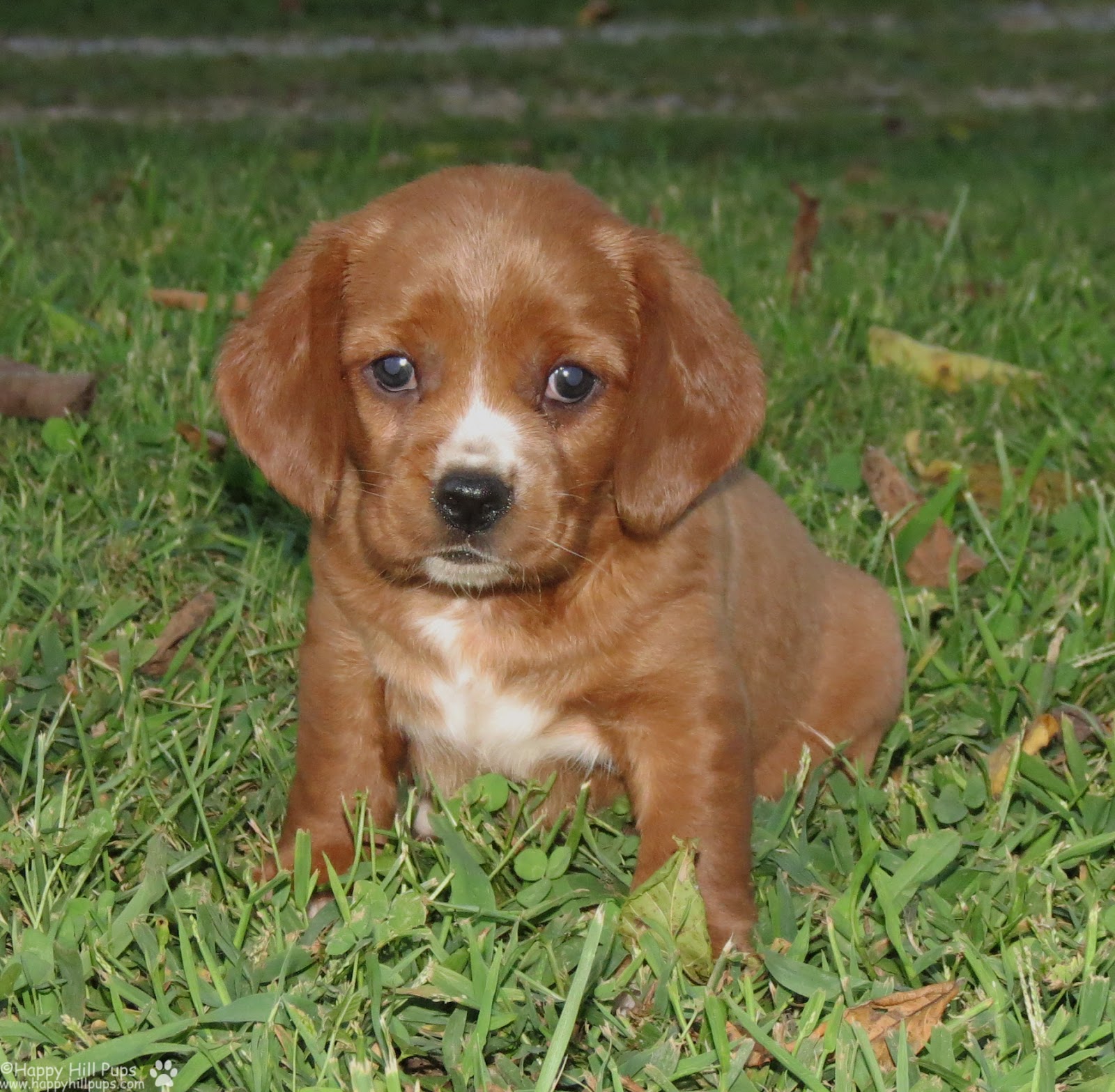 Happy Hill Beagliers Pepper's Puppies 39 Days Old