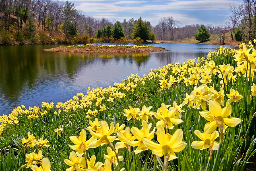 Daffodils