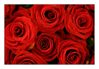 Rosas rojas - Imágenes - Bouquet