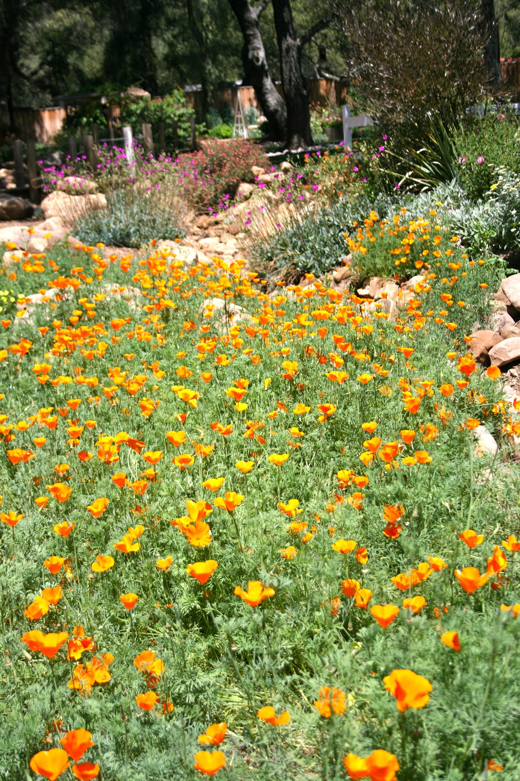 The Polished Pebble Orange Blossom Special