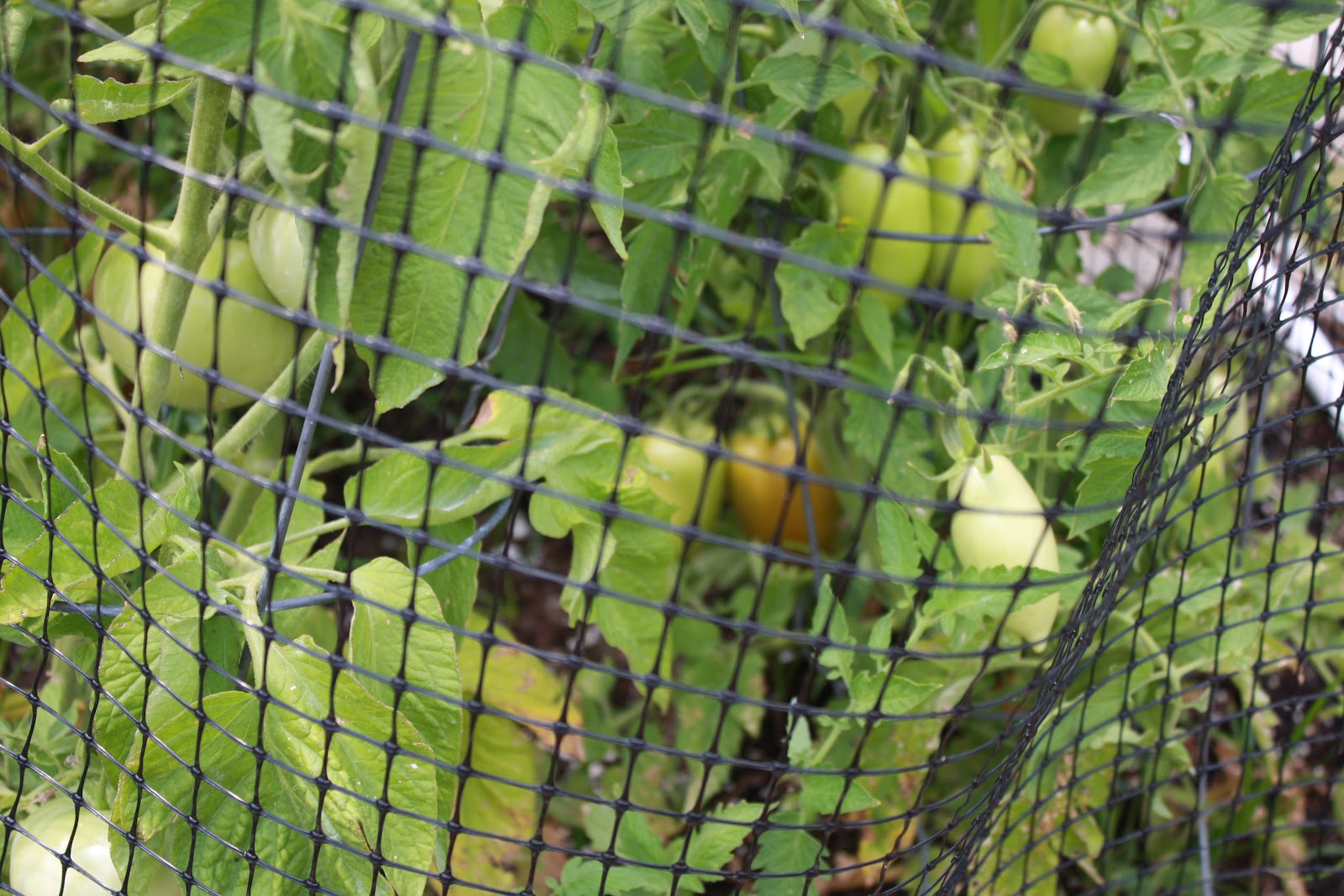 Tomato Thymes in the Kitchen and Garden Latest Photos From The Garden