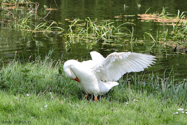http://puurnatuur-foto.blogspot.nl