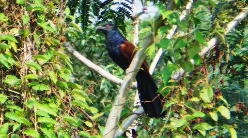 Lembayung Burung But But Carik Anak