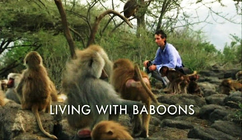 LIVING WITH BABOONS