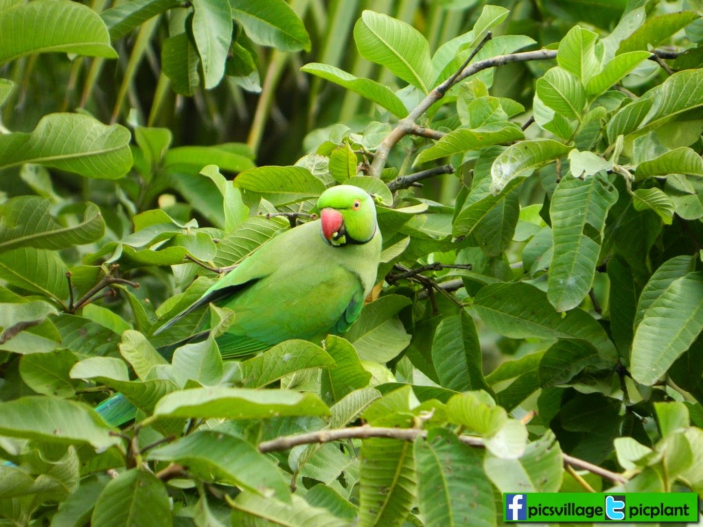 PARROT EATING GUAVA PicsVillage