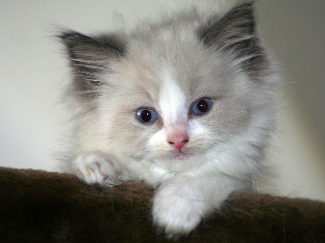 Ragdoll Cat Pictures and Images
