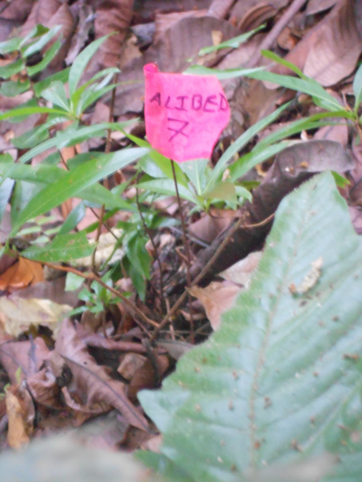 Rambling �round the Rainforest Scientists study plants