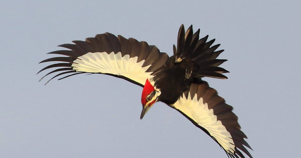 Zealotry of Guerin: Pileated Woodpecker in Flight (David Mintz