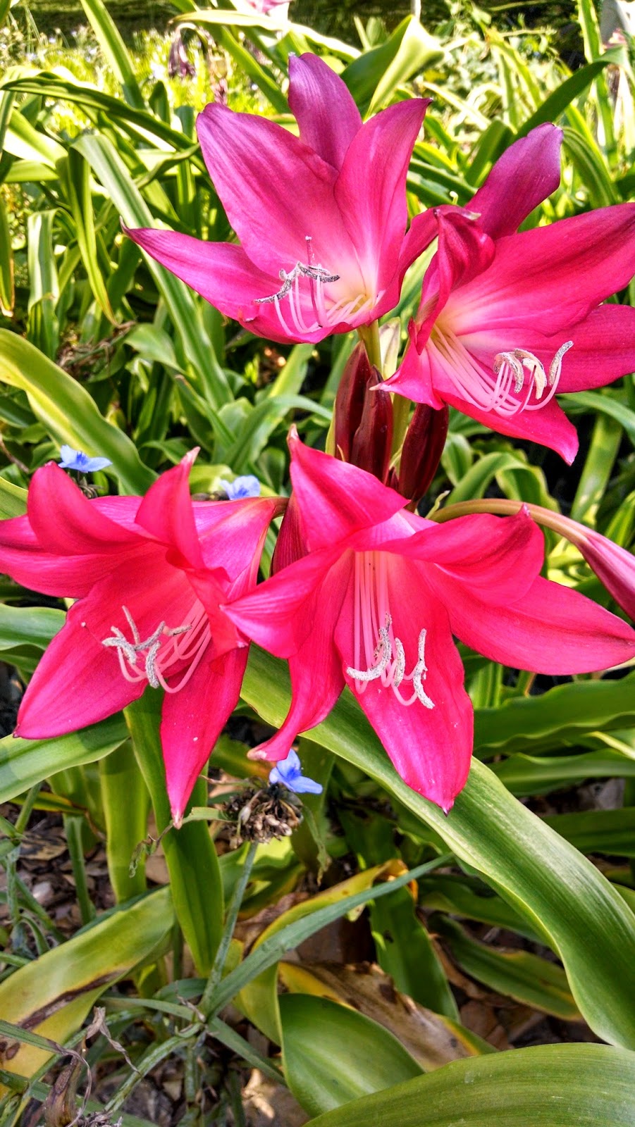 The Florida Bosanquets The Ellen Bosanquet Crinum Lily, a Florida story. MOSI Outside
