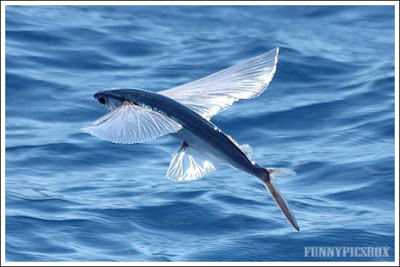 Flying Fishes