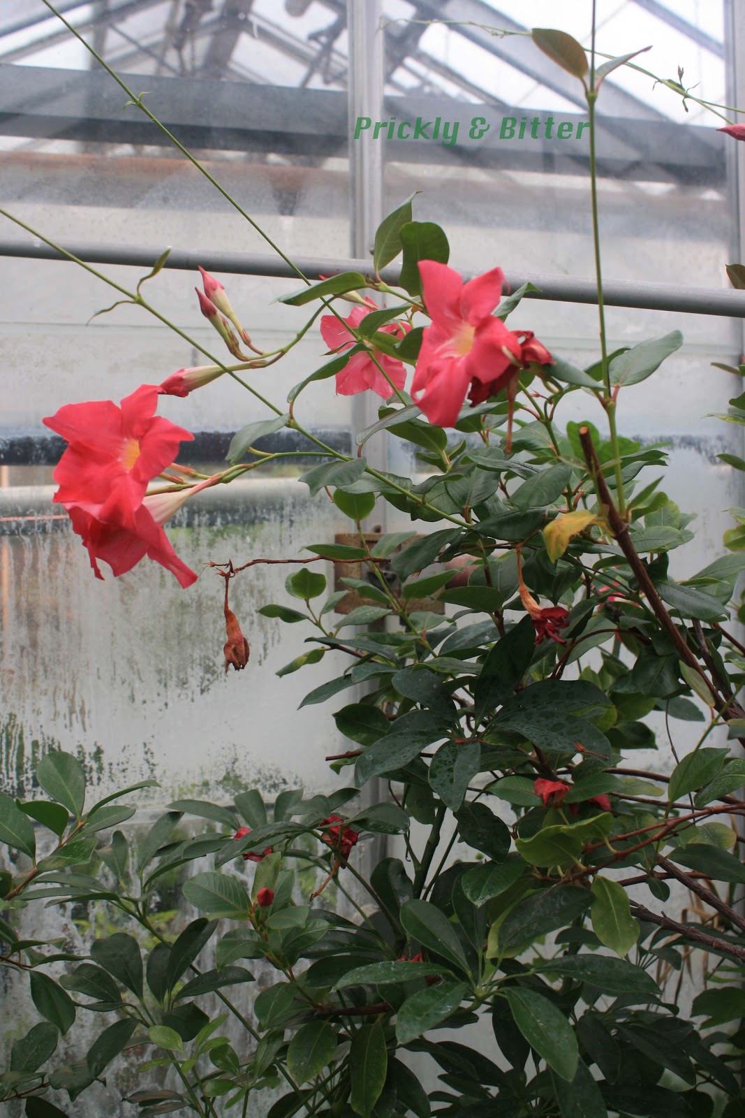 Prickly And Bitter The Brazilian Jasmine Native To Brazil Not The Chilean Jasmine Native To Argentina