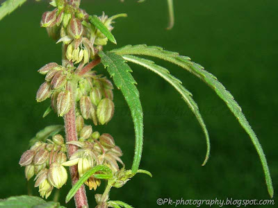 Wild Marijuana-Cannabis sativa | Nature, Cultural, and Travel