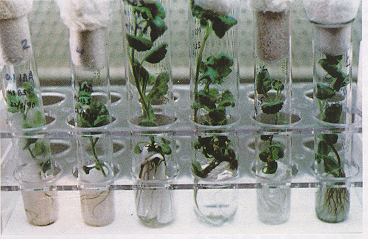 Download this Plant Tissue Culture Test Tube picture
