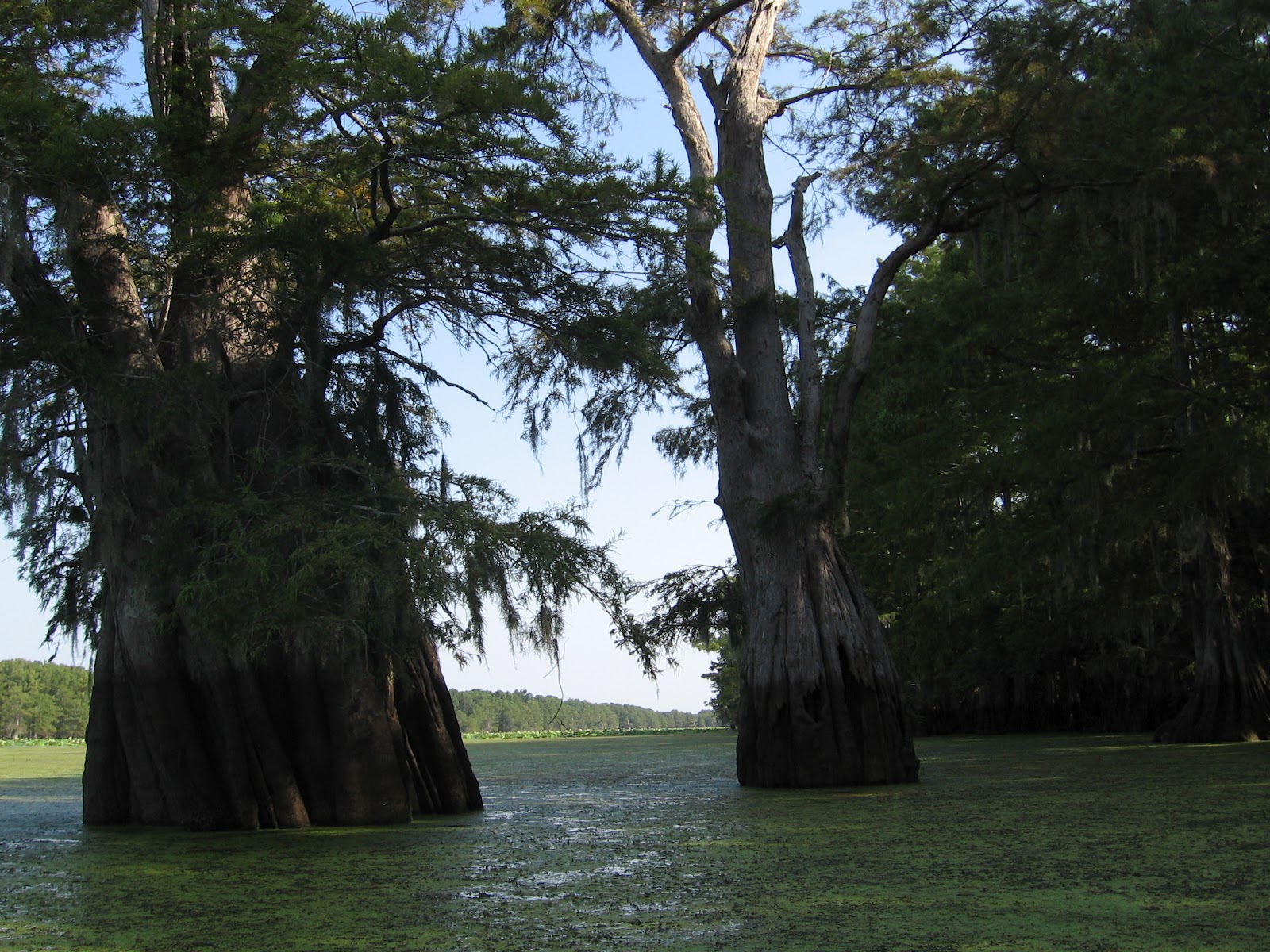 Through Sweetpea's Lens Spring Bayou "Grand Lac" and Lake Chicot