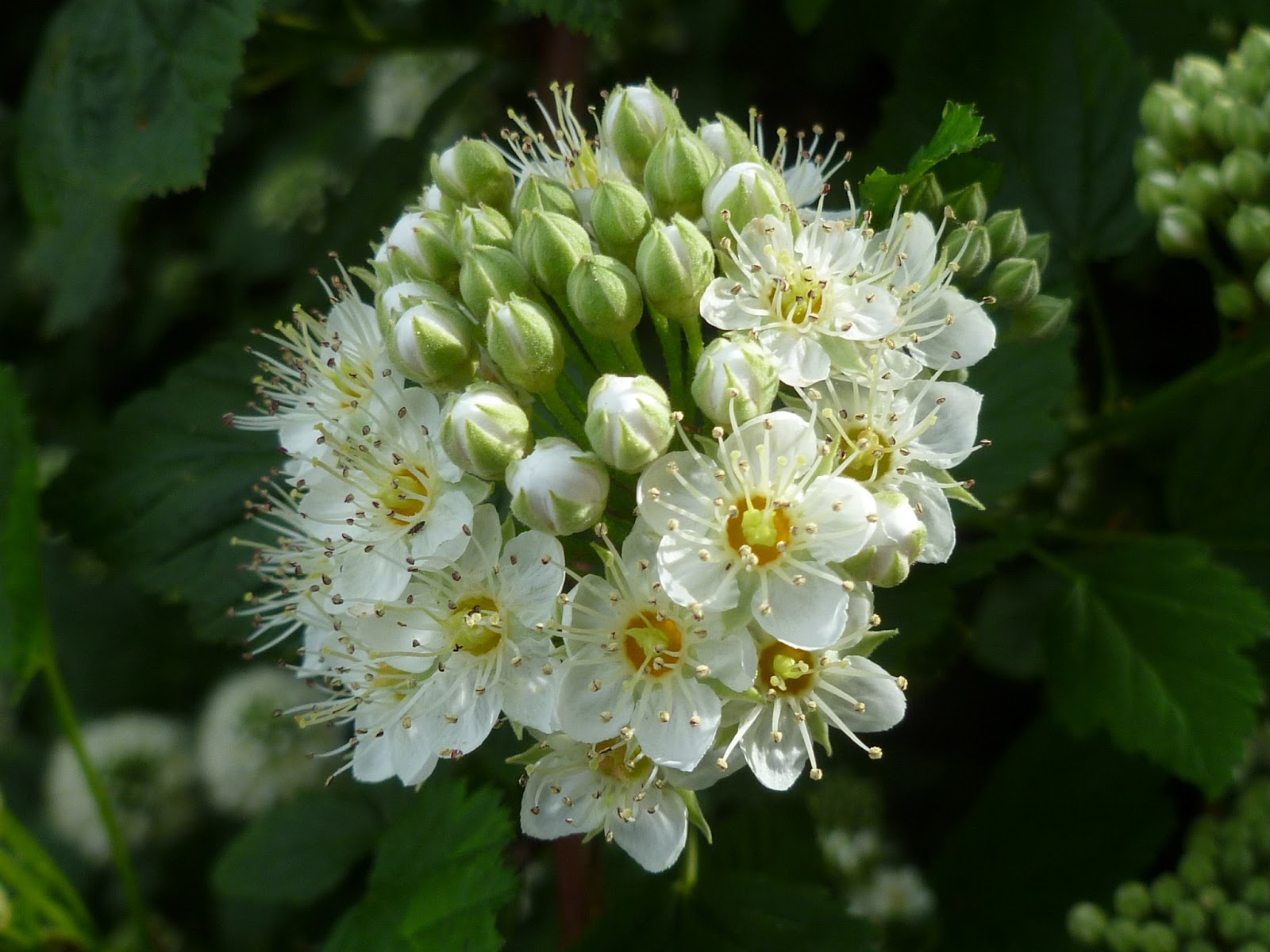 Au Gre Du Jardin L Embarras Du Choix Parmi Les Choisyas