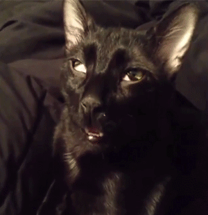 Funny cats - part 96 (40 pics + 10 gifs), cat gifs, cat being high