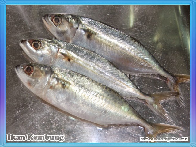 Ikan Kembung Ikan Kembung