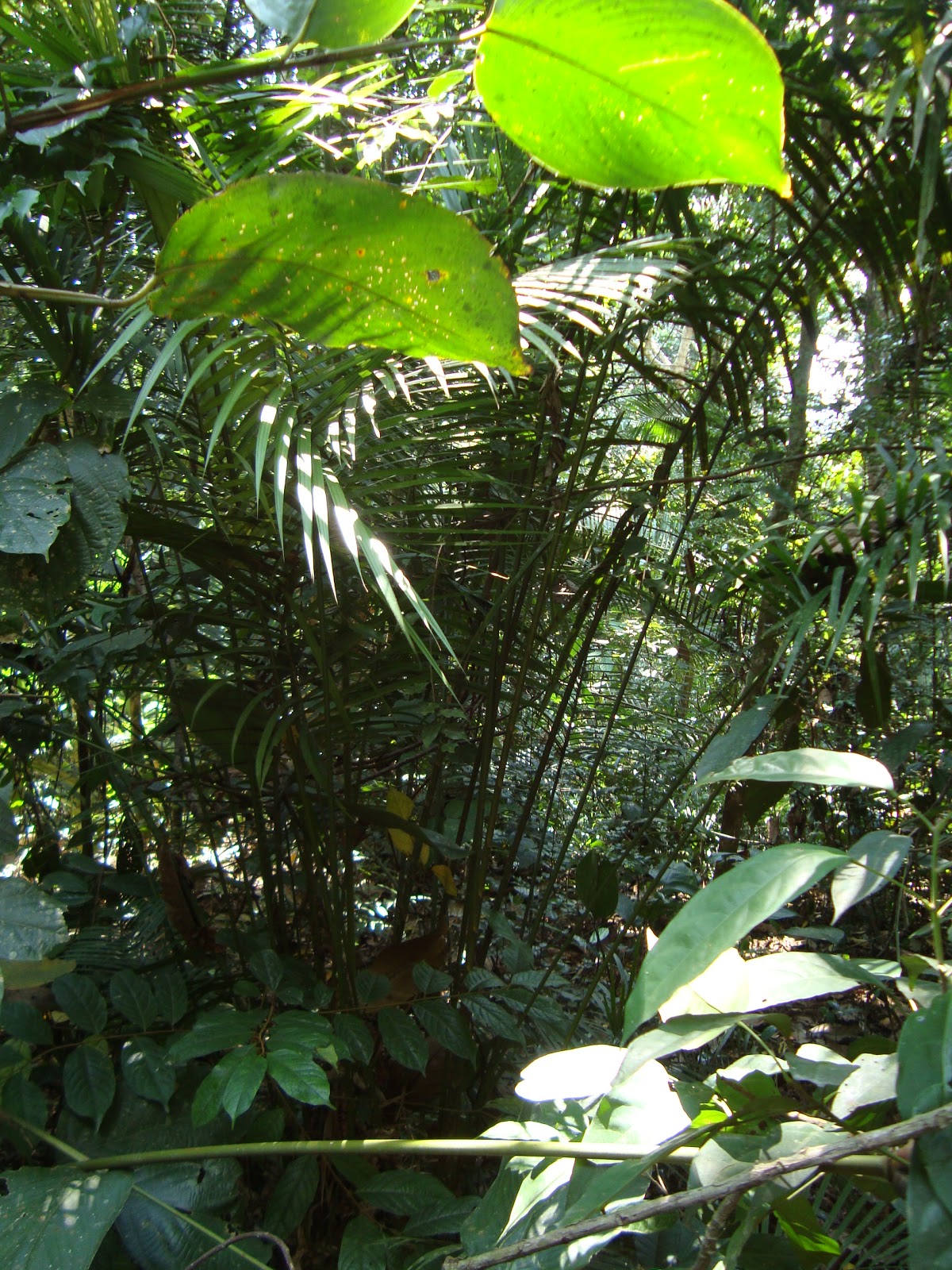 Smart Green: TUMBUHAN-TUMBUHAN LAIN YANG DITEMUI