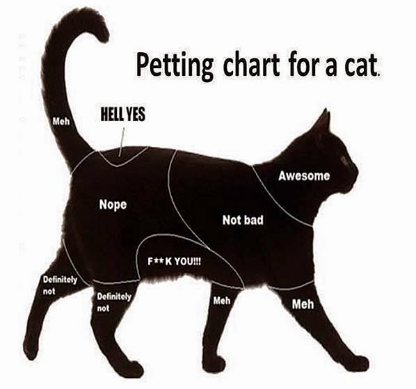 Why Do Cats Chatter At Humans Why Do Cats Chatter At Humans