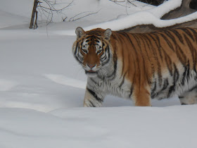 Moscow Tiger