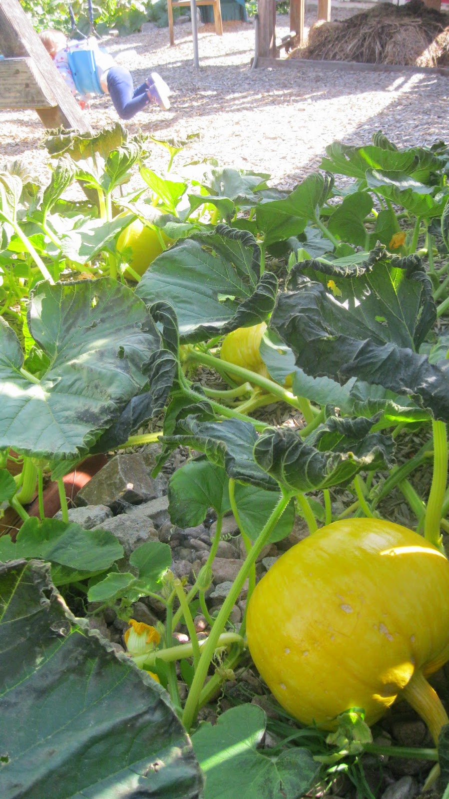 prada bags black leather - Falling Leaflets: Pumpkins: The Novel of the Gardening World (and ... prada bags black leather - Falling Leaflets: Pumpkins: The Novel of the Gardening World (and ...