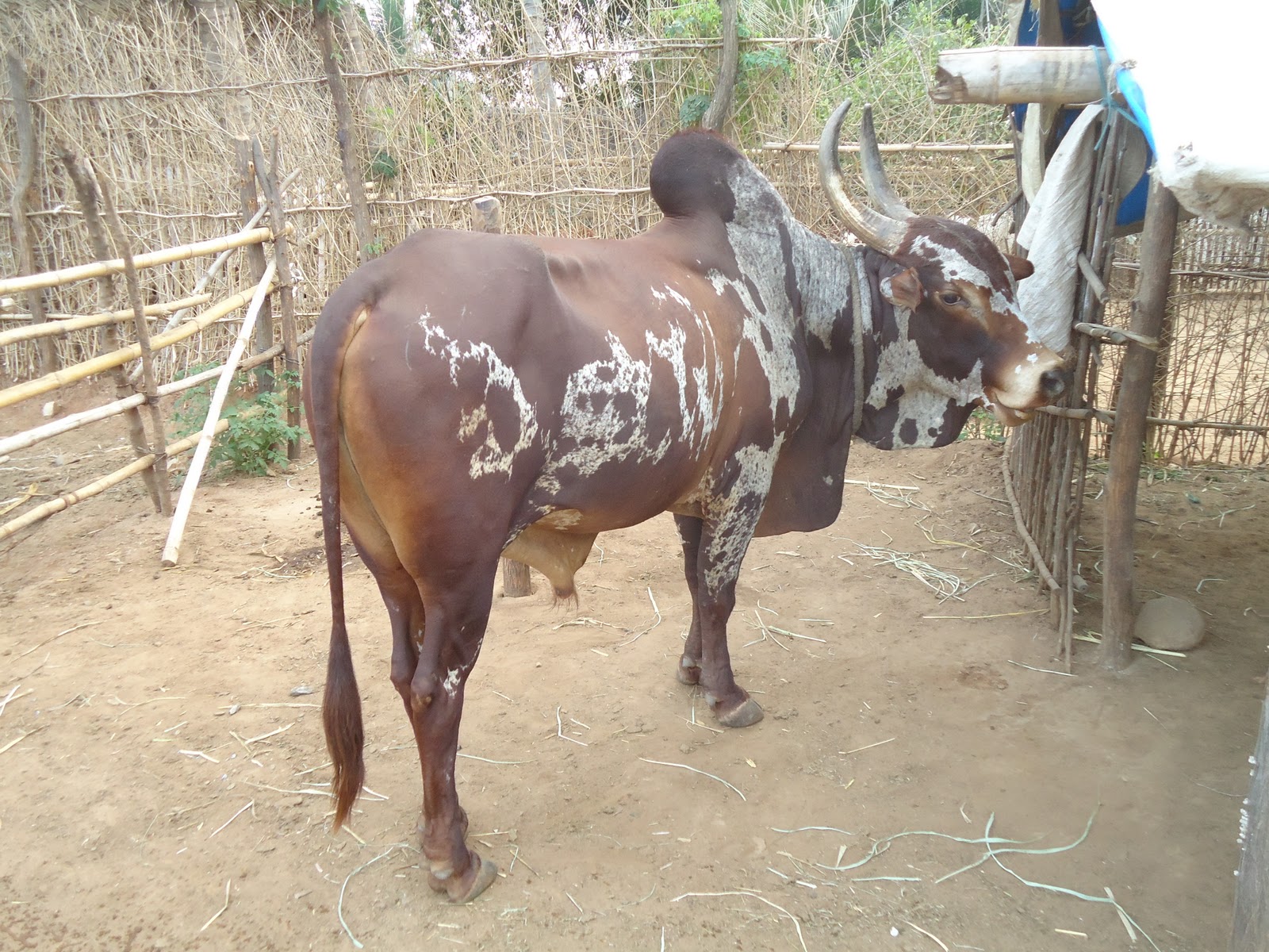 தமிழக பசுவினங்கள் / Tamilnadu regional cattle Tamilnadu cattle Breeds
