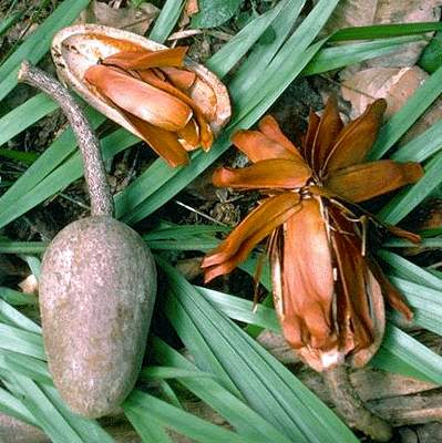 Sementes de árvore de Mogno (Swietenia mahagoni)