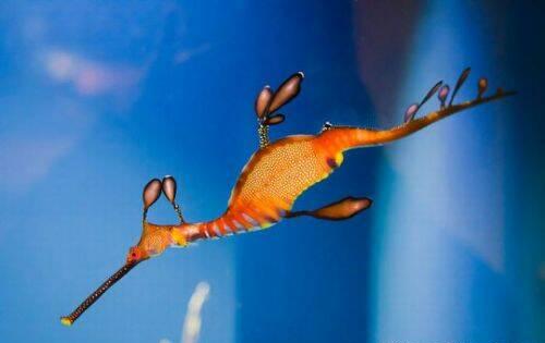 dragon de mar