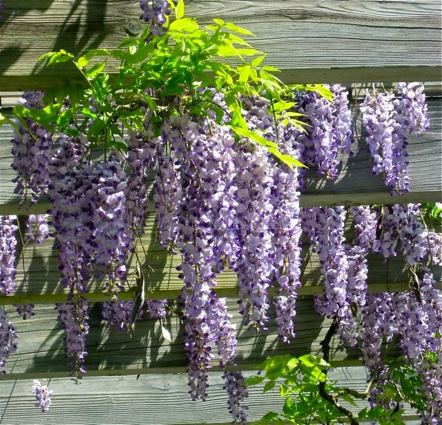 Garden Amateur Position Position Position